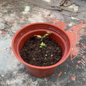 我新添加了一棵“辣椒3”到我的“花園”。