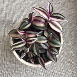 New from cuttings:)