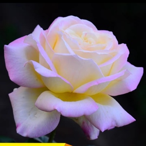 我新添加了一棵“切花月季玫瑰（粉色）”到我的“花园”