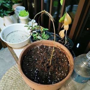 我新添加了一棵“铁线莲 绿玉”到我的“花园”