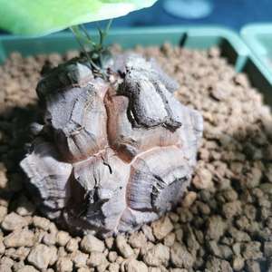 我新添加了一棵“南非龟甲龙18”到我的“花园”