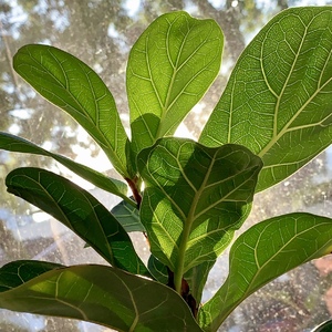 Beautifully veined leaves of the Ficus Lyrata.