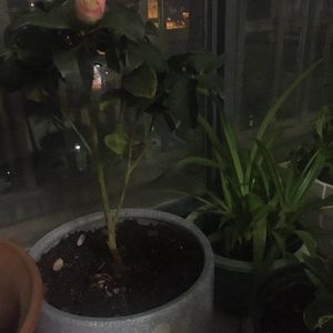 我新添加了一棵“茶花”到我的“花园”