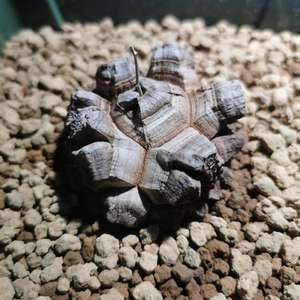 南非龟甲龙17