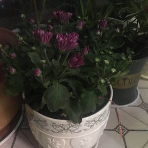 我新添加了一棵“菊花”到我的“花园”