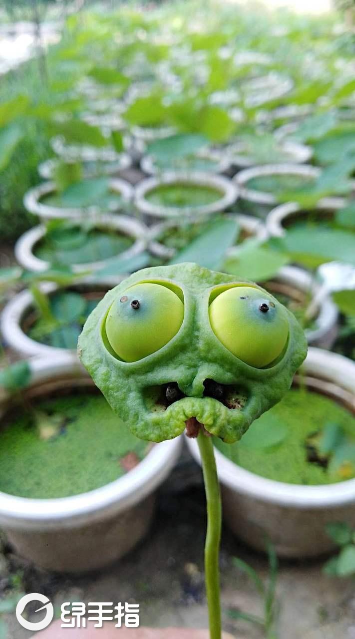 植物大战僵尸图片来源碗莲贴吧